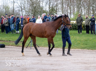 BP140425-54 - Squire Danagher